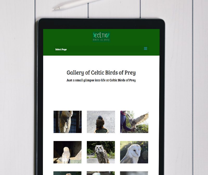 website design for bird expert
